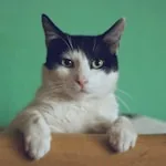 Cat with glowing eyes